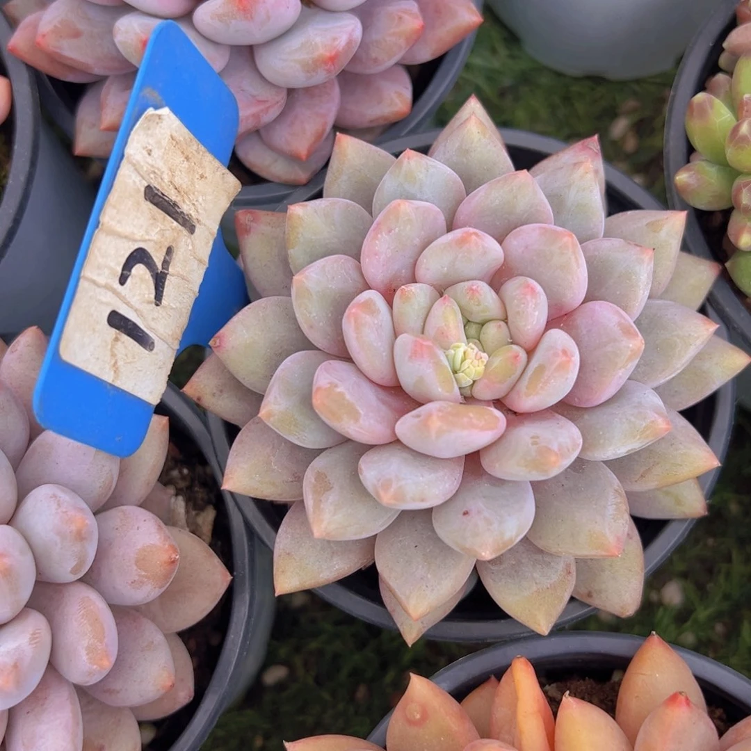 香玉的故事是一个人的故事吗我