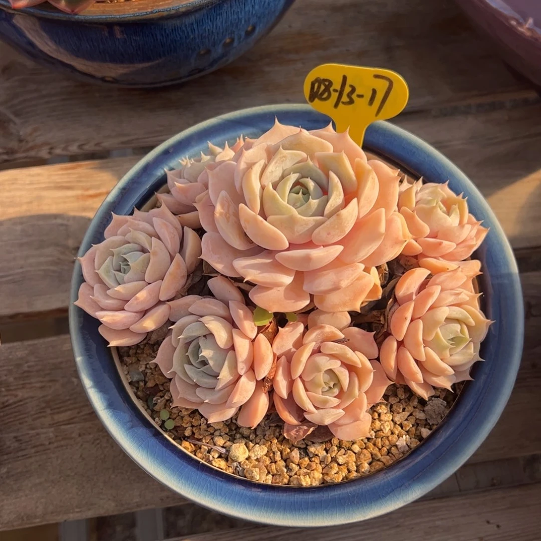 08-13-17粉蝶多肉植物