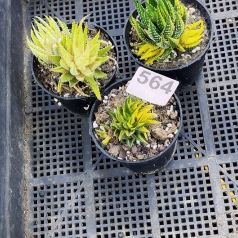 564硬叶锦一物一图如图