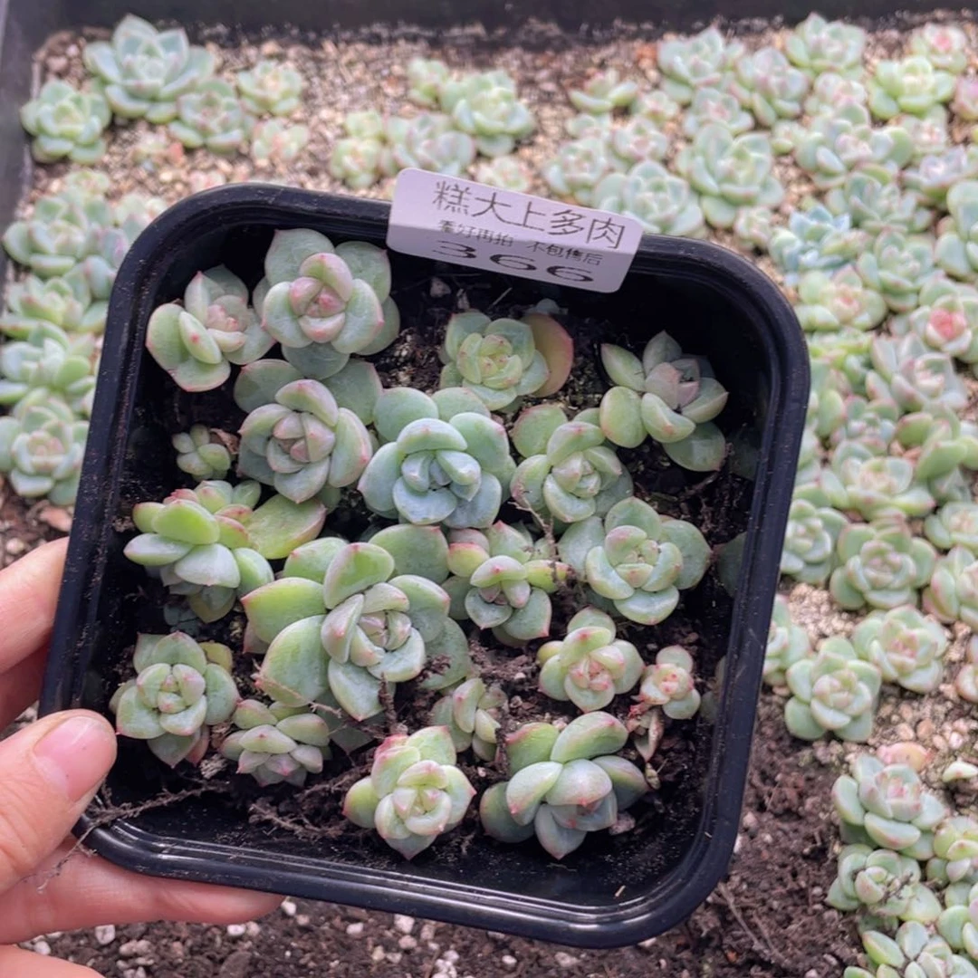 糕大上多肉植物366