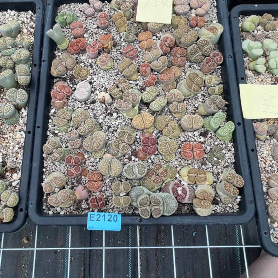 凤*?2120菊混筐福利不售后