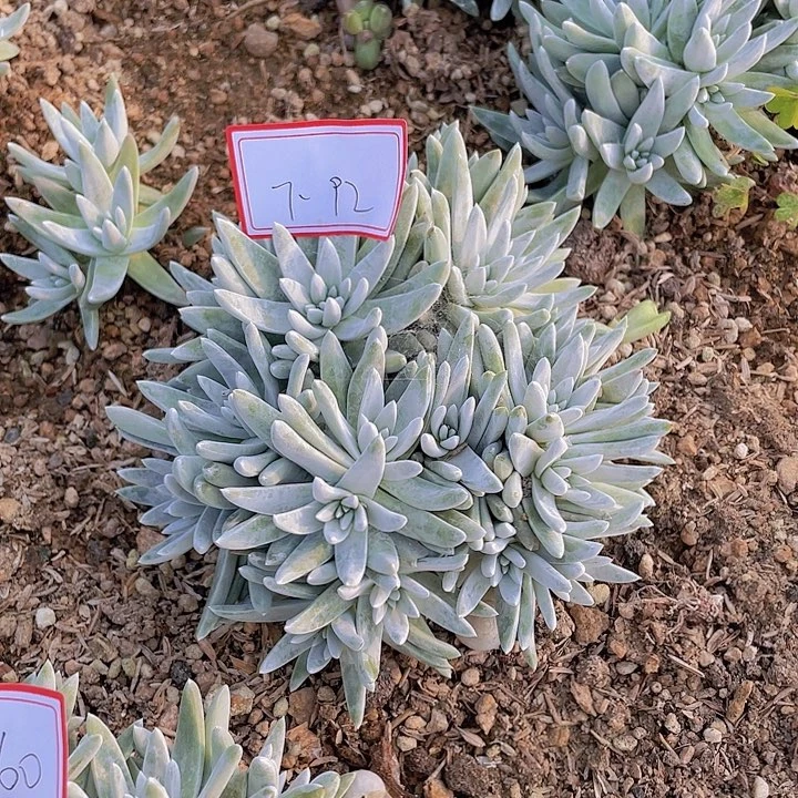 白菊多头群七杠92号