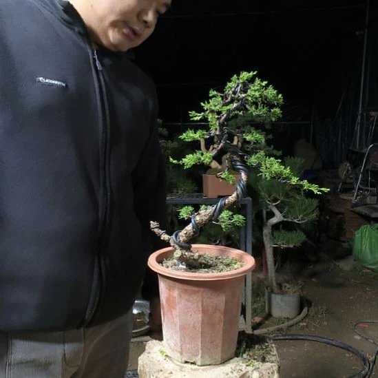 春***唤无花朵柏树柏树柏树柏树柏树柏树