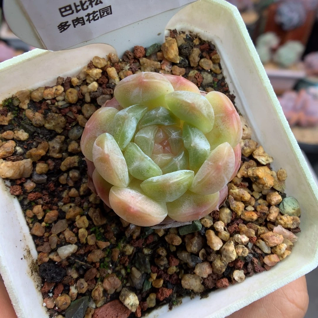 89白色恋人多肉植物