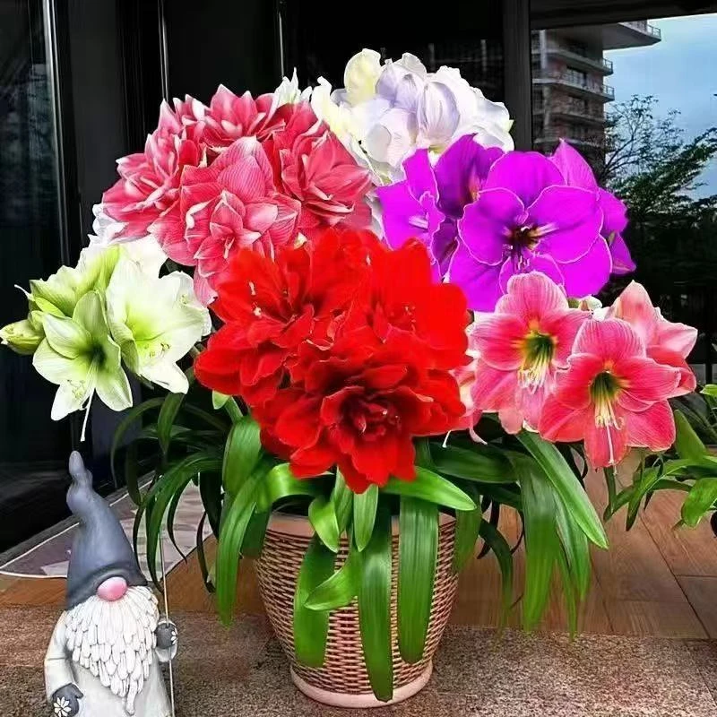 基地清球，规格5+朱顶红组合球