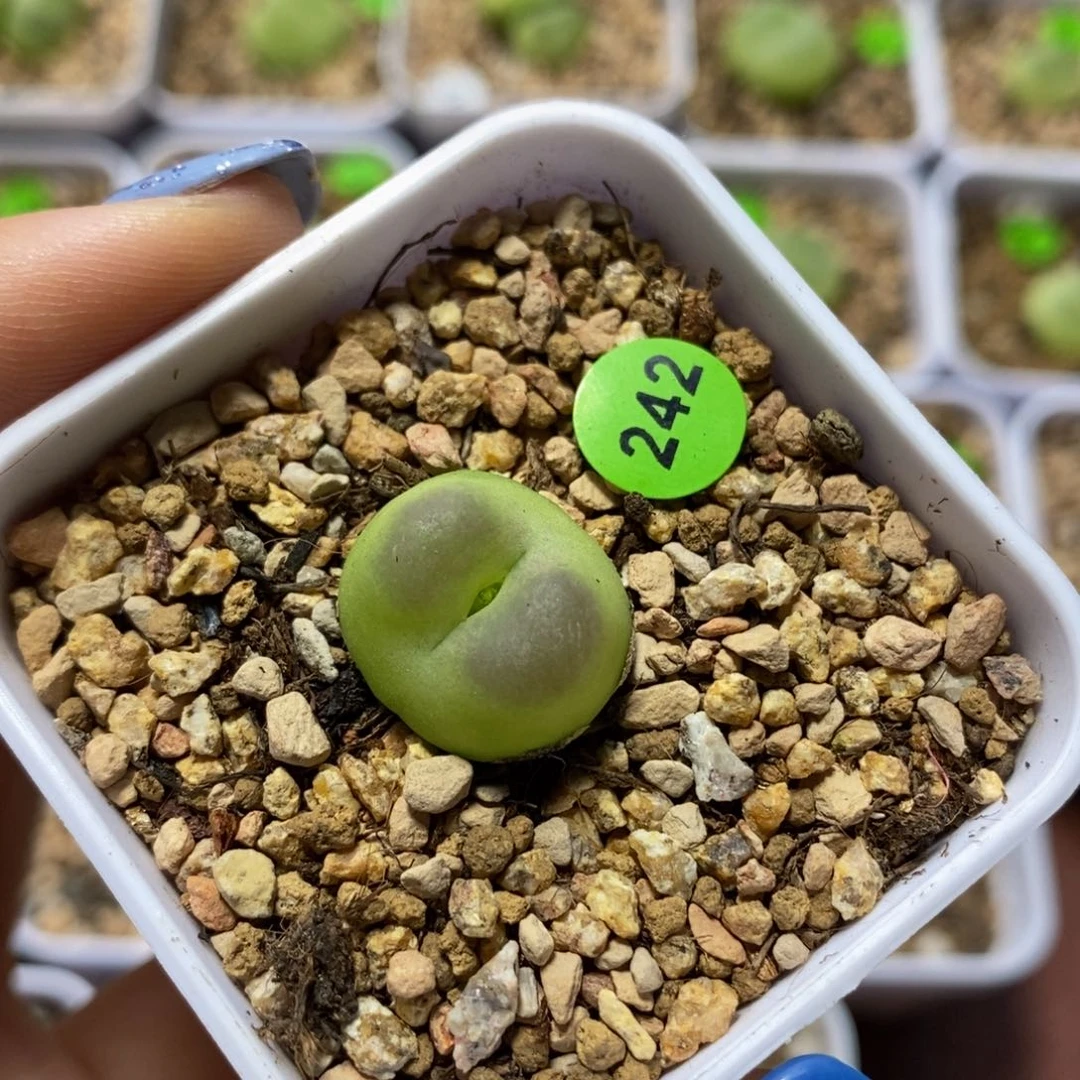 拉登（开花）1.6cm多肉242