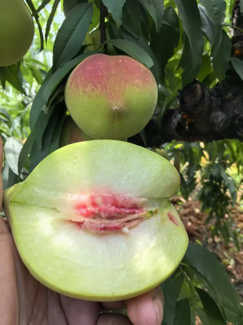 【现货】正宗鹰嘴桃爽脆香甜应季水果3