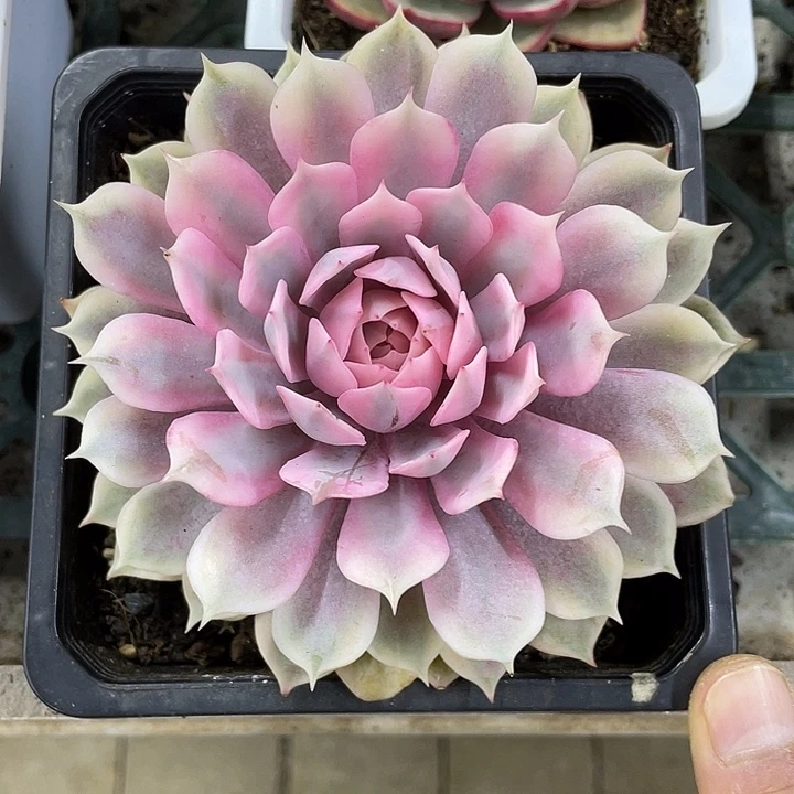 粉蝶锦一物一拍锦龙