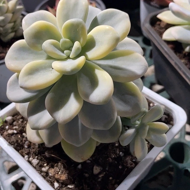 香草锦 锦龙一物一拍