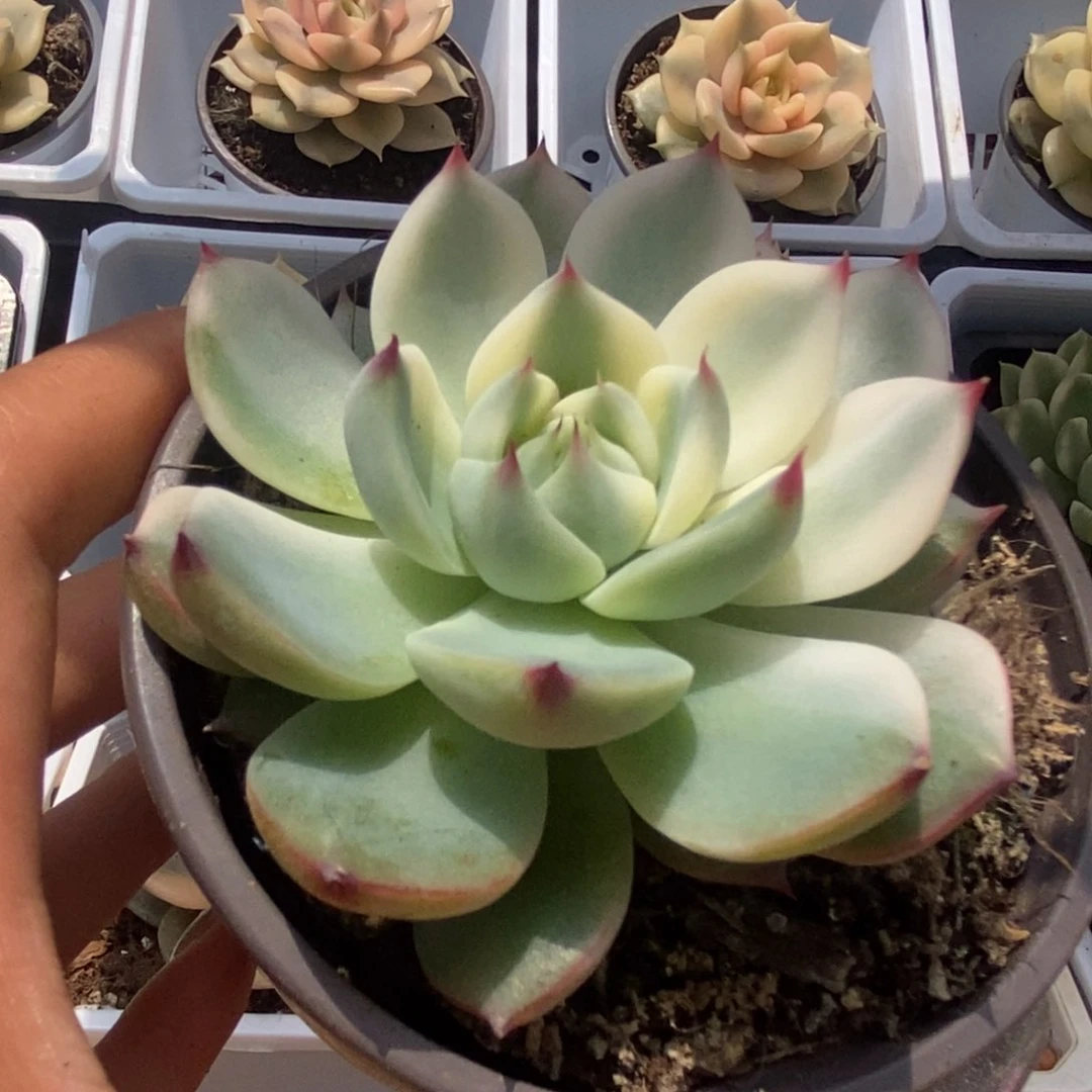 709锦锦锦锦锦锦锦锦