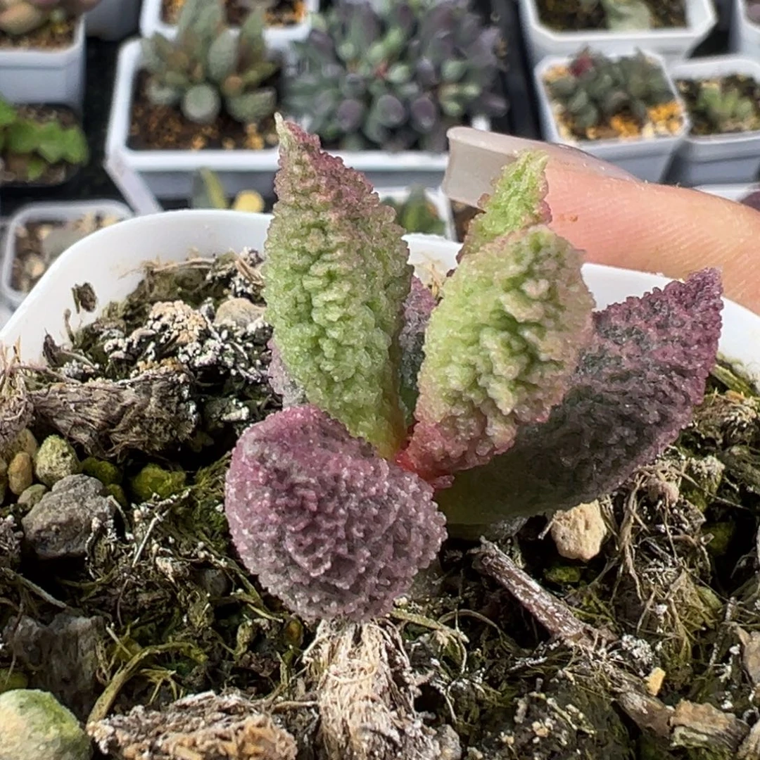 80实生新品紫粉色系