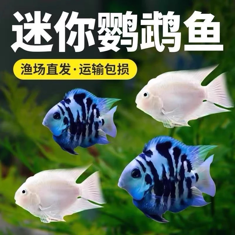 鹦鹉鱼迷你鹦鹉鱼热带鱼观赏鱼小型鱼宝蓝白金胭脂粉公母搭配好养