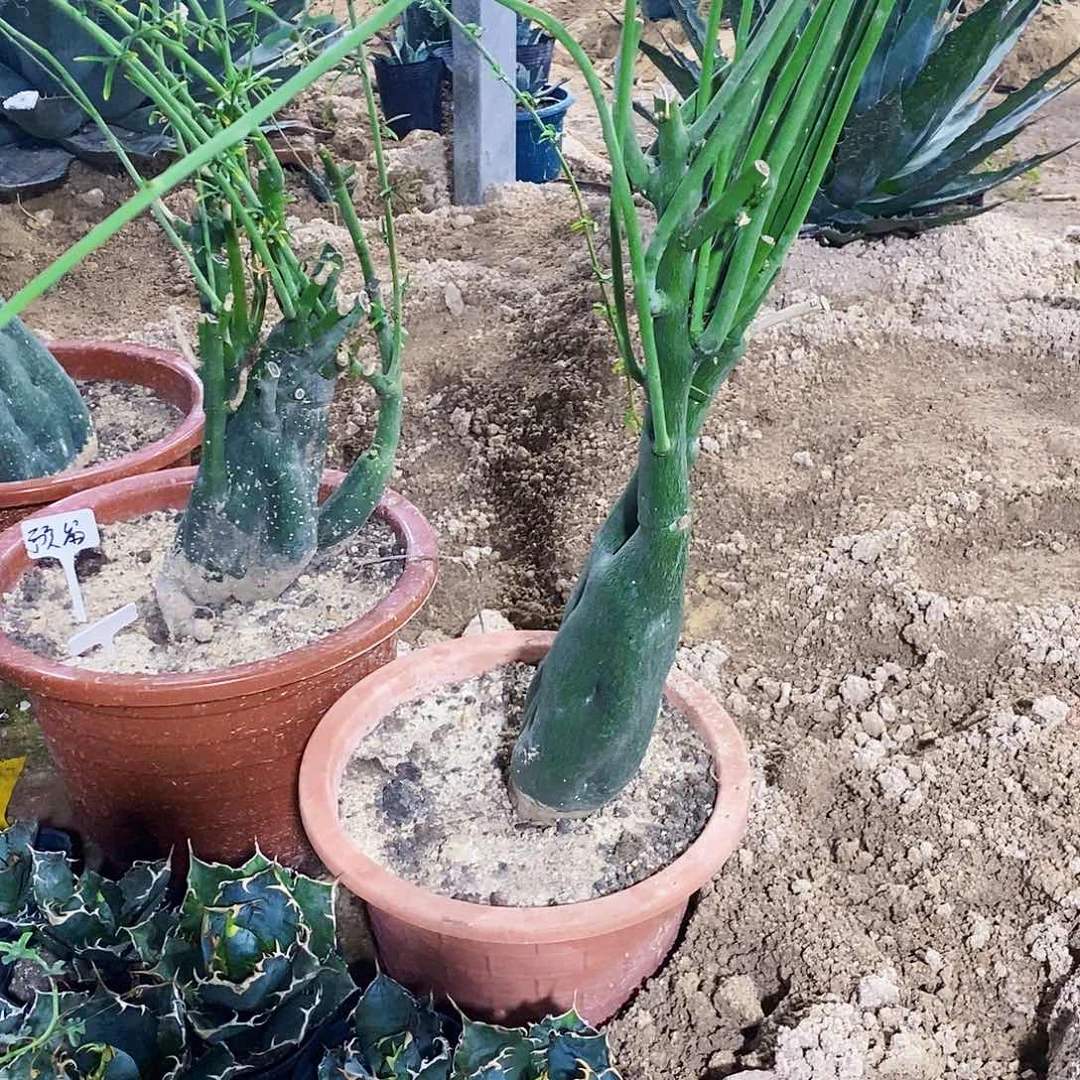 无花朵I****牌0000000000000000