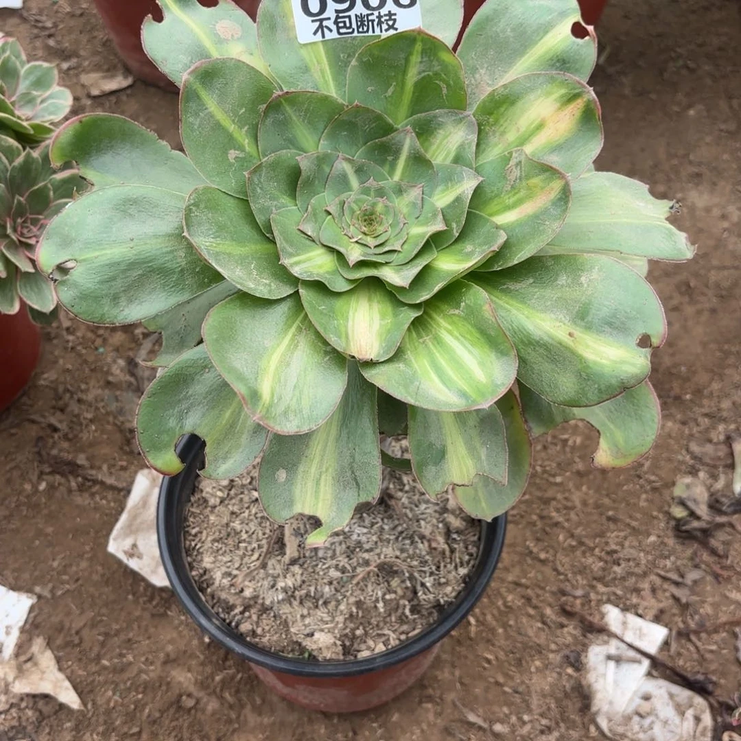 M. 906燕姿中班多肉12233