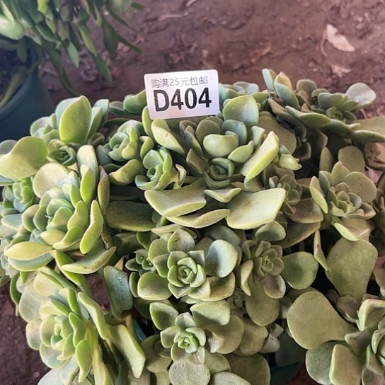 文****肥多肉植物一个