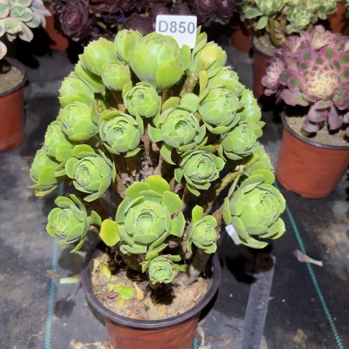 绿羊绒多肉植物不包损有断枝850