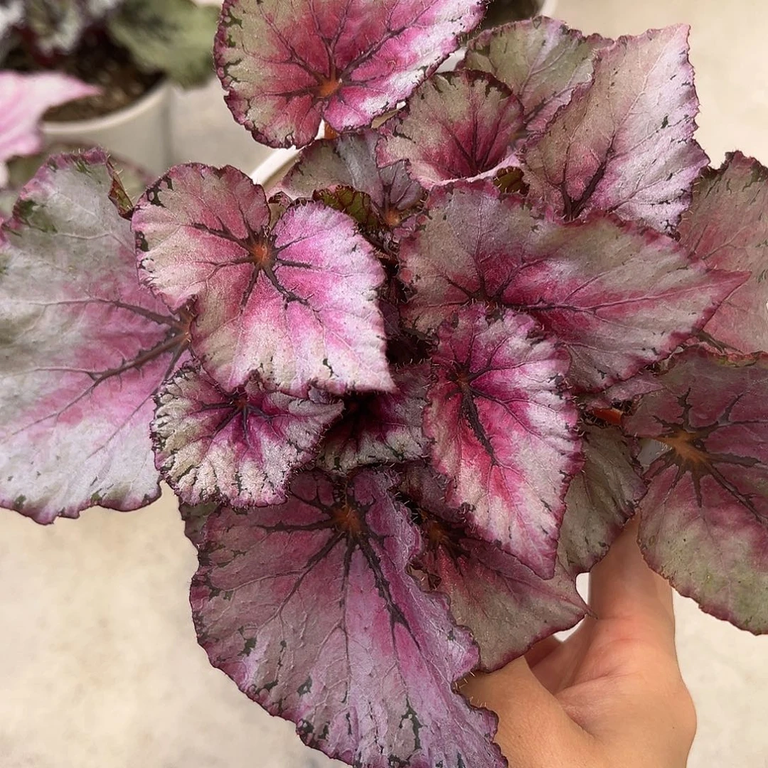 完全开放新品粉色细闪秋海棠