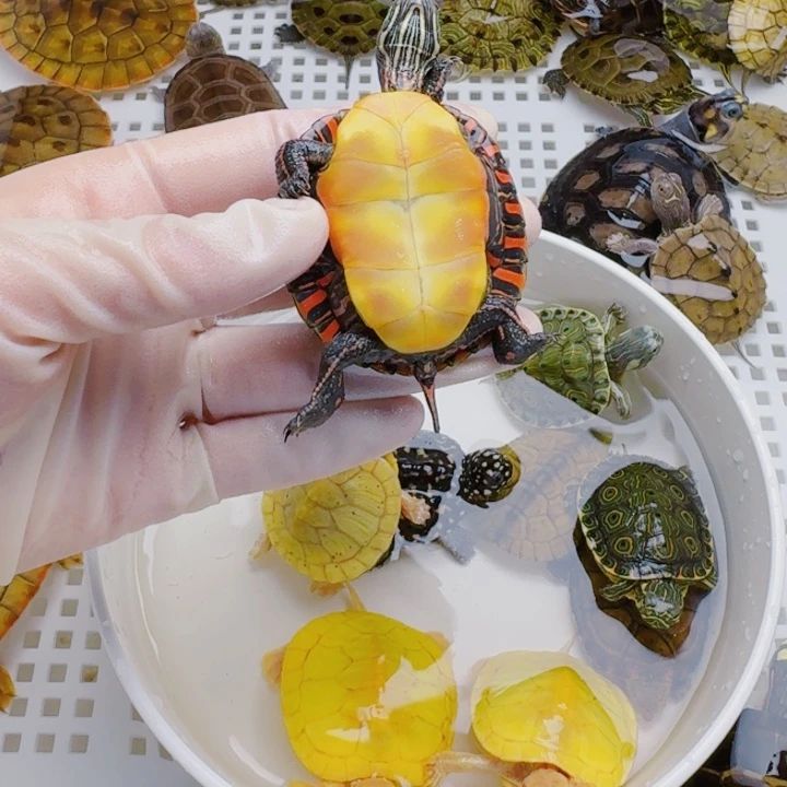 华***子母宠物龟22222222222222