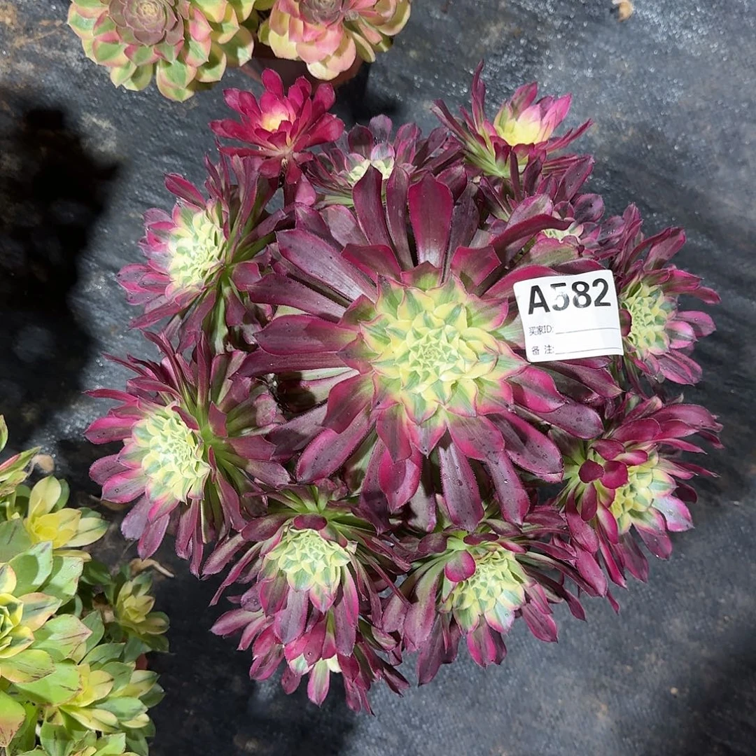 天合多肉法师a582