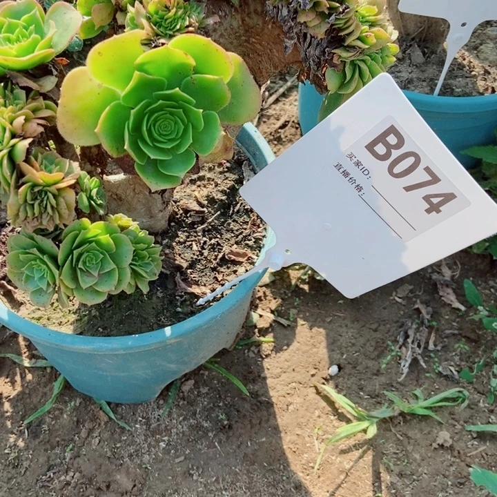 呆****074绿羊绒绿羊绒绿羊绒