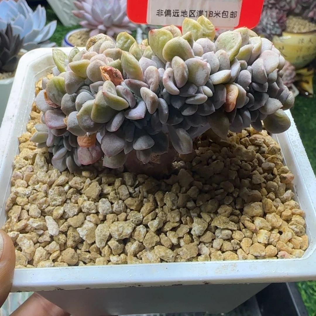 解忧多肉植物编号30