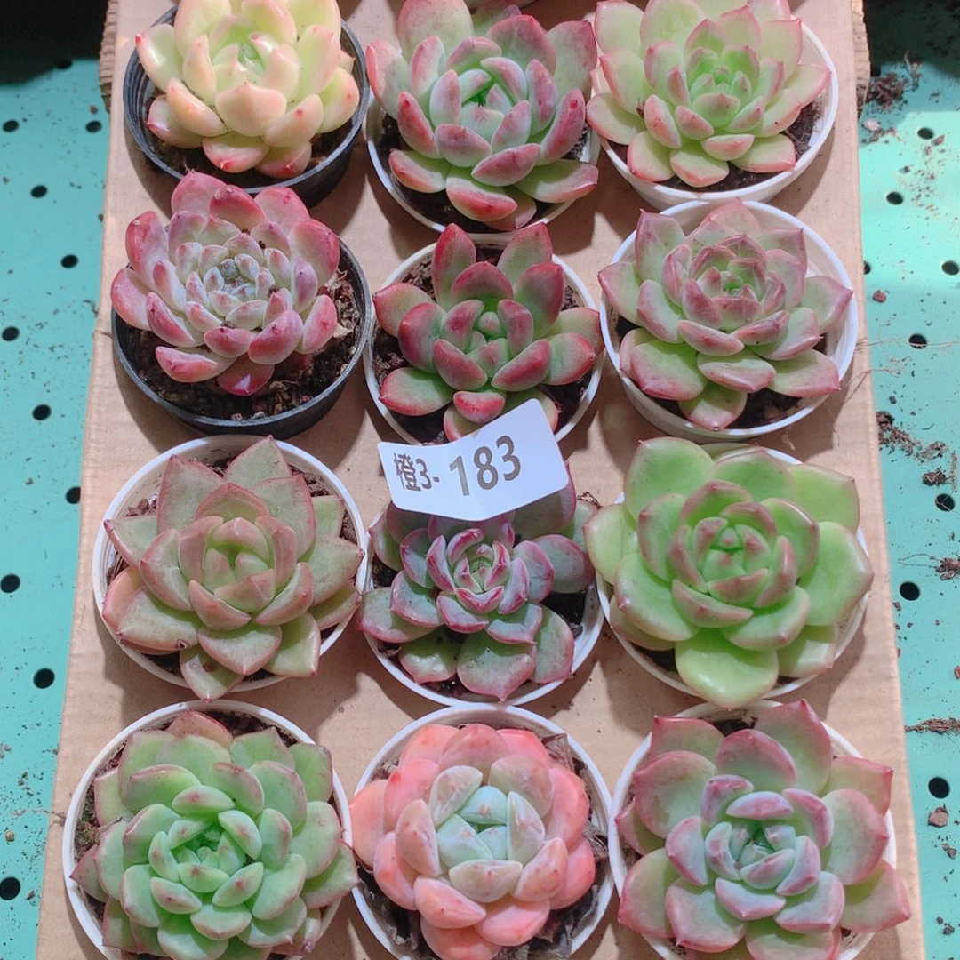 3-183一物一拍多肉带盆18颗
