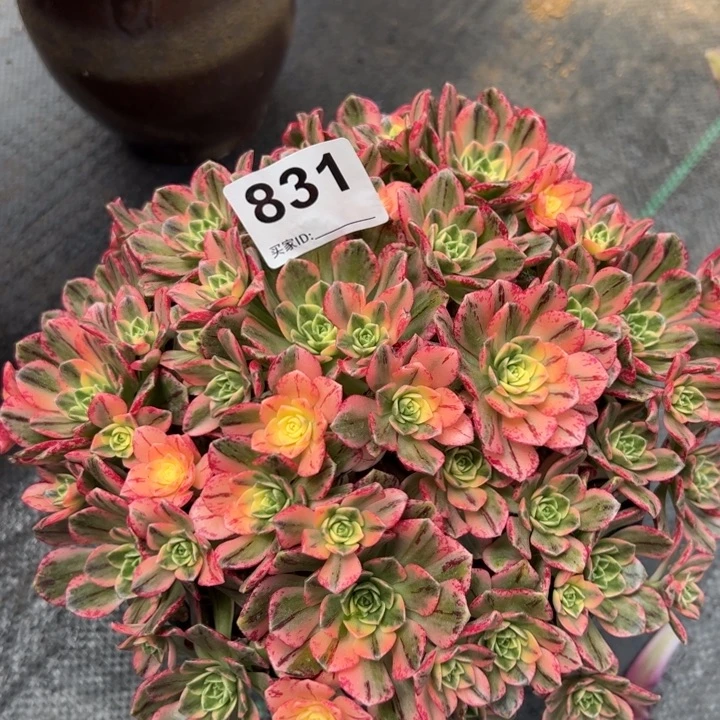 831甜茶20厘米左右嫩庄