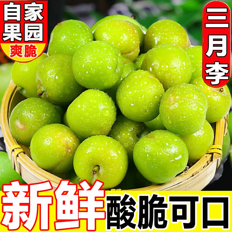 L【自家果园】新鲜李子酸脆可口福建三月李不苦不涩孕妇水果当季