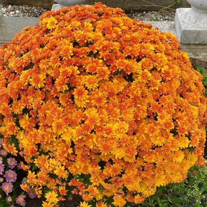 【夕阳橙】（金玉满堂）球菊 耐热耐晒庭院阳台易养护