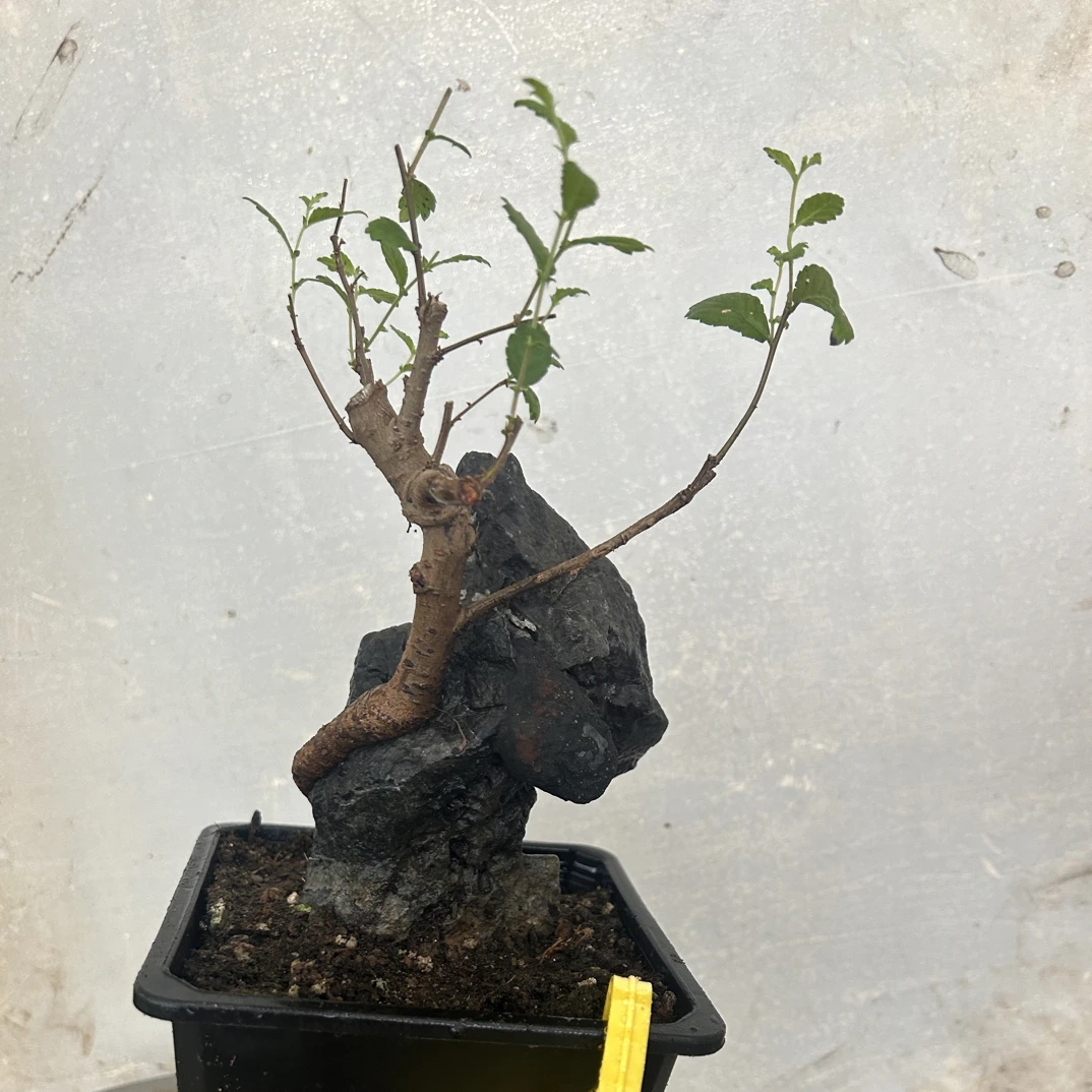 直播间一物一拍，缅甸岩浆玉石附石榔榆