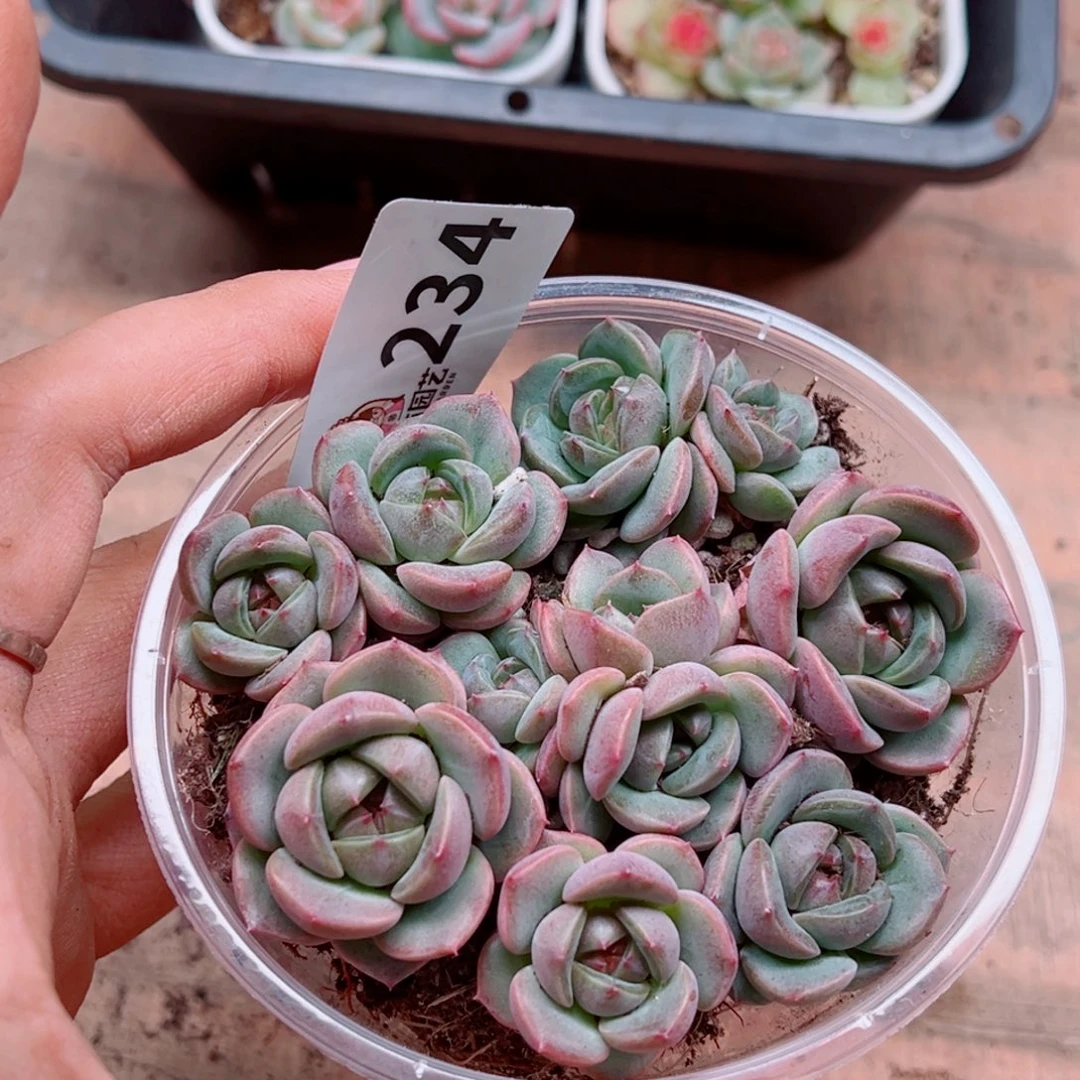 多肉植物多肉植物