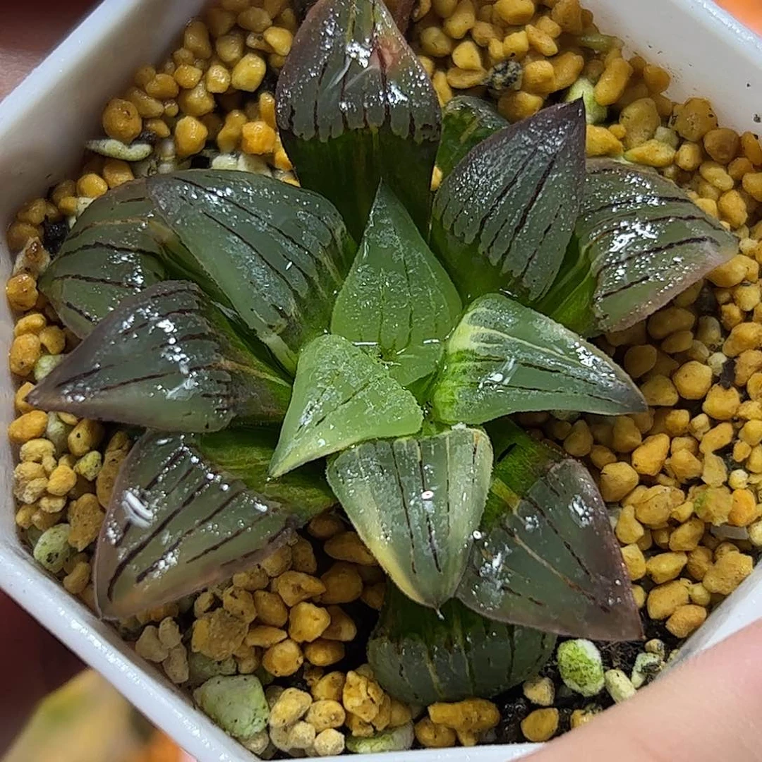 红纹寿锦十二卷多肉植物