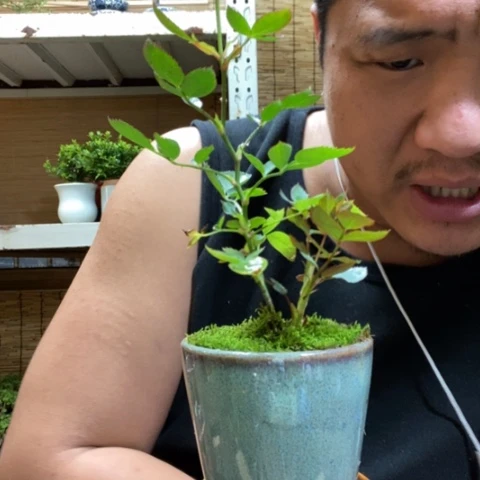 红陶一物一拍所见即所得157