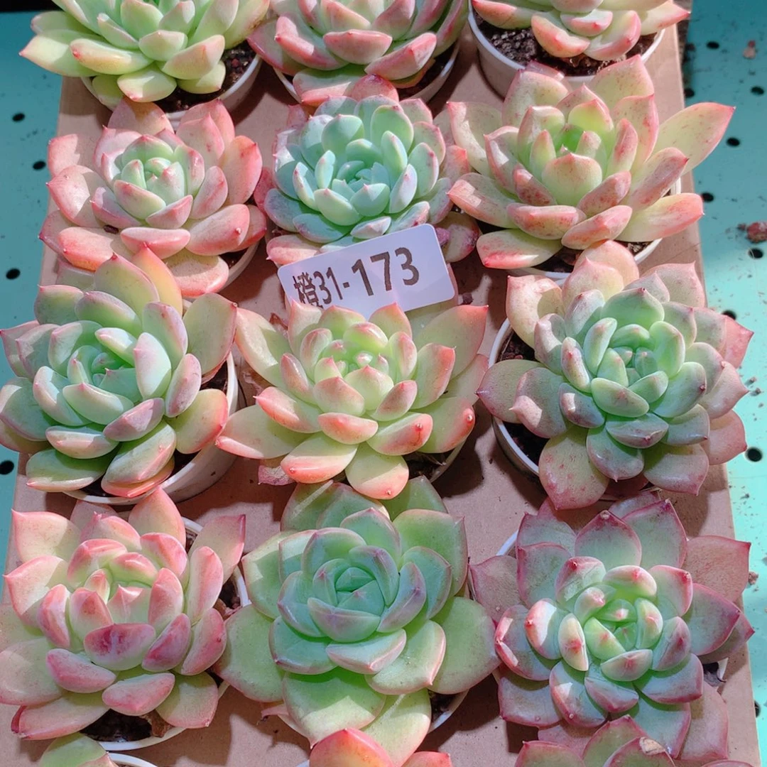 31-173一物一拍多肉带盆18颗