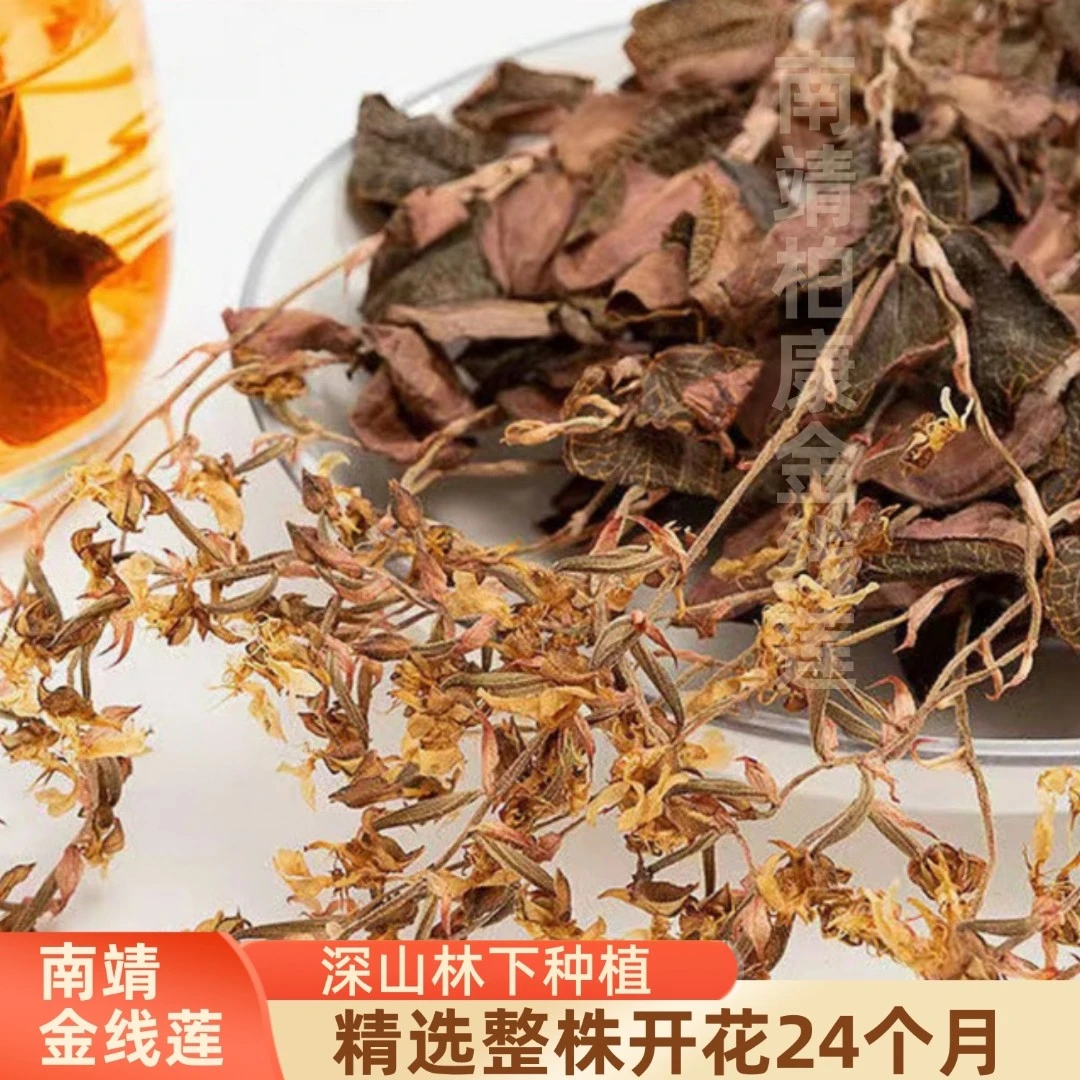 正宗金线莲林下种植24个月开花整株干品随手杯煲汤煮茶金线莲