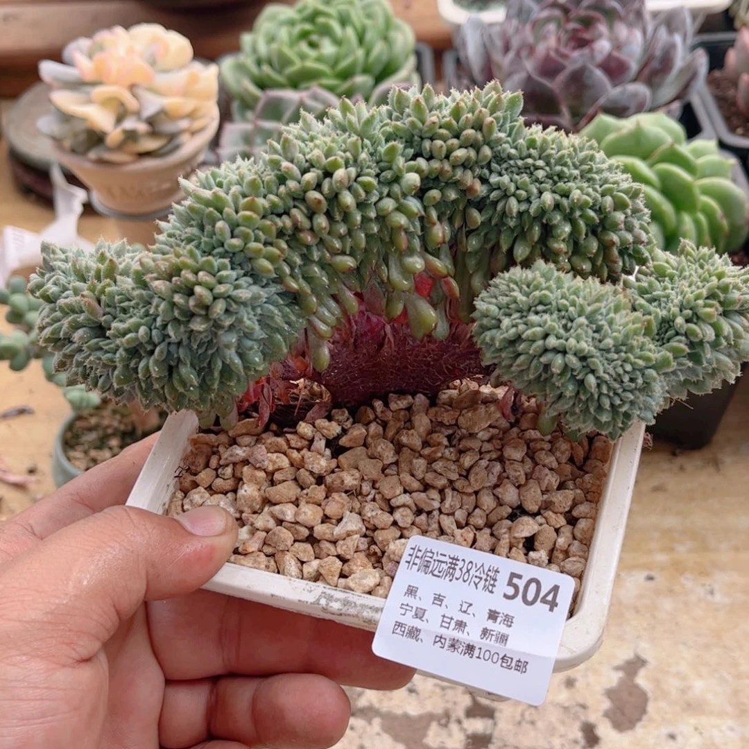 504莱恩小精灵缀德华多肉