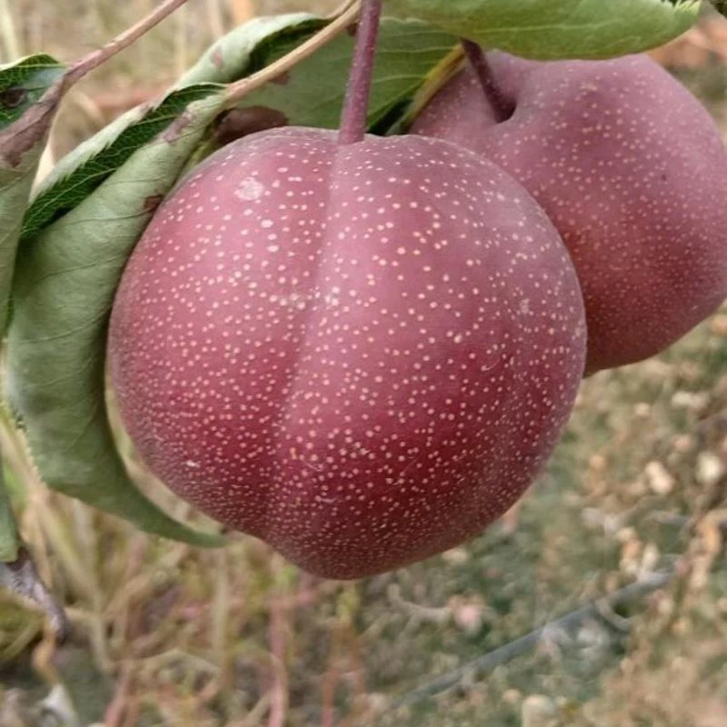 嫁接奥红一号红梨树苗特大脆甜全红梨树果苗南方北方庭院盆栽地栽