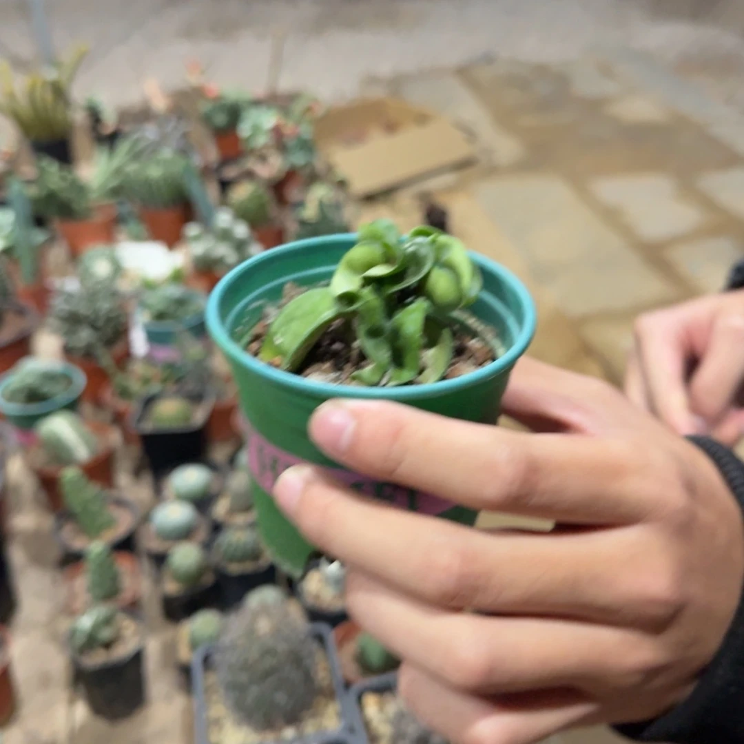 卷叶球兰带盆带土