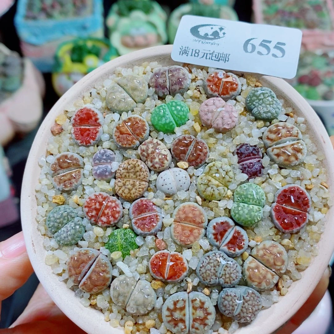 生石花花花花花花花花655