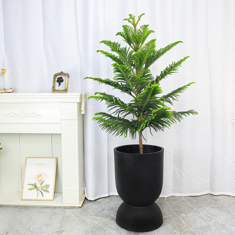 （50-90厘米）南洋杉盆栽盆景迎春树98一对四季常青常绿