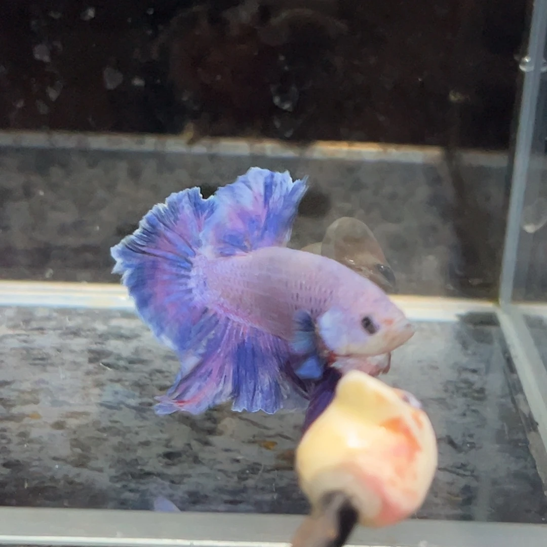 斗鱼34号破价清缸星黛露