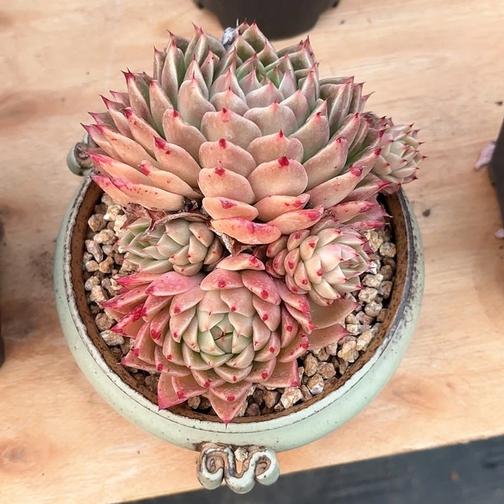 多肉植物，东云杂交