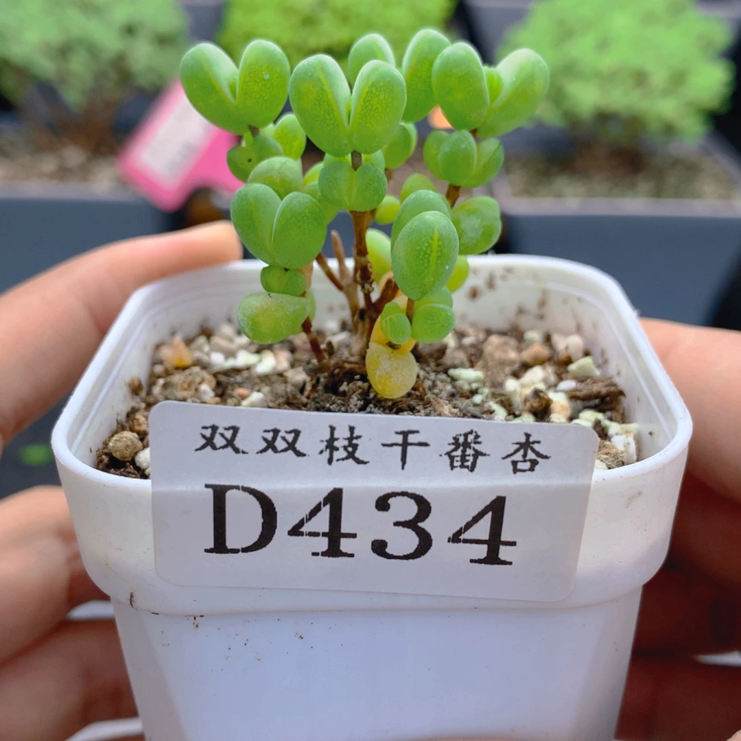 434元宝。