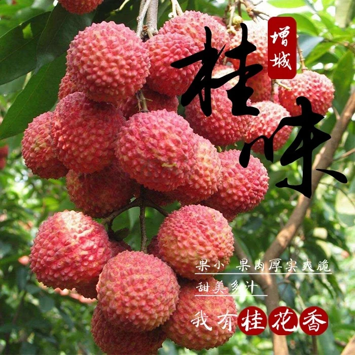 省外【顺丰冷链】增城桂味新鲜采摘净果5斤爽脆清甜多汁核小带