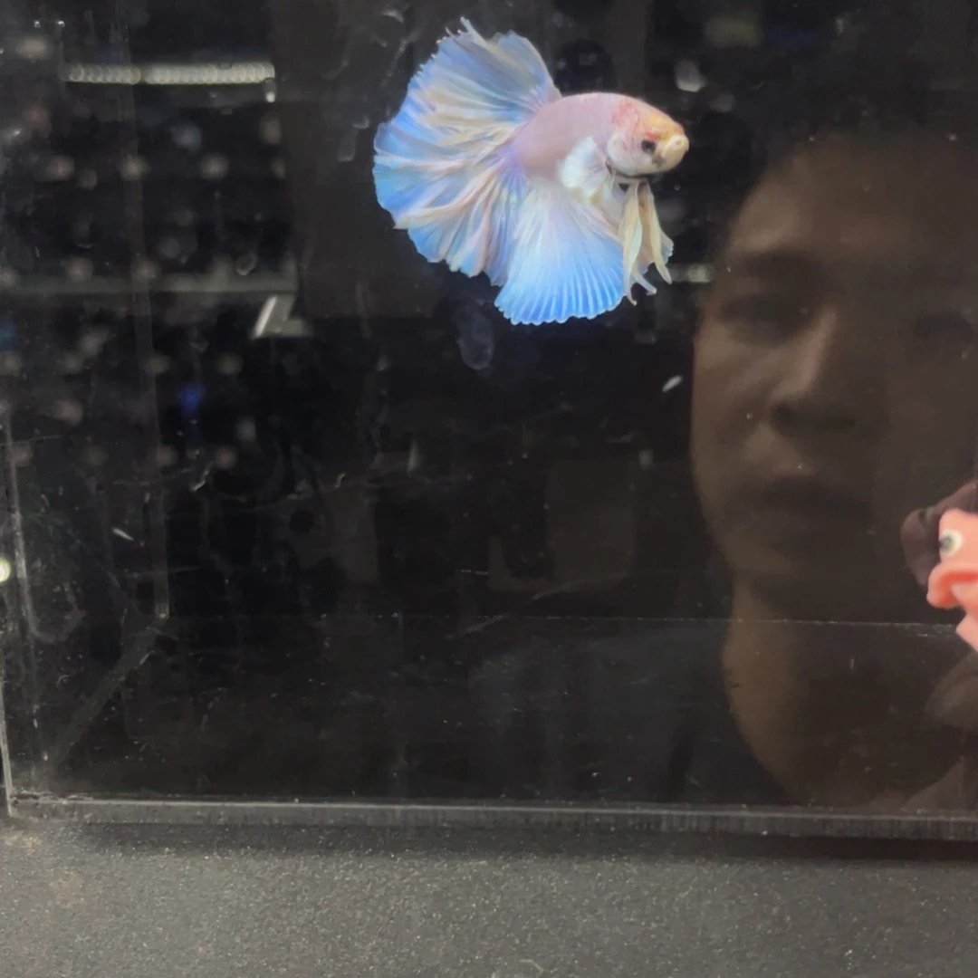 海水鱼吧哈哈哈哈哈哈试试