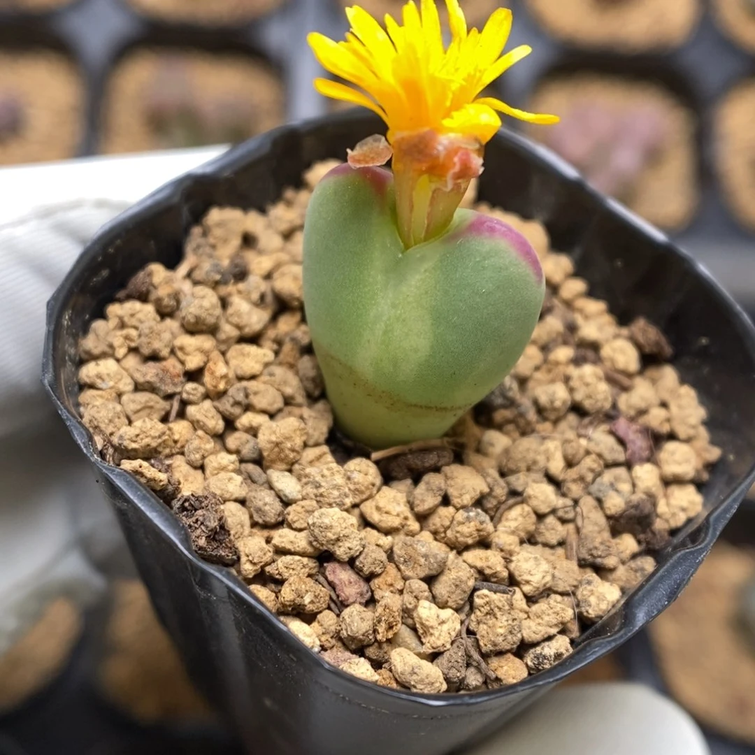 多肉植物肉锥杂交K-3593 将杂锦