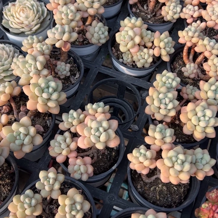 新疆包邮 泡泡糖