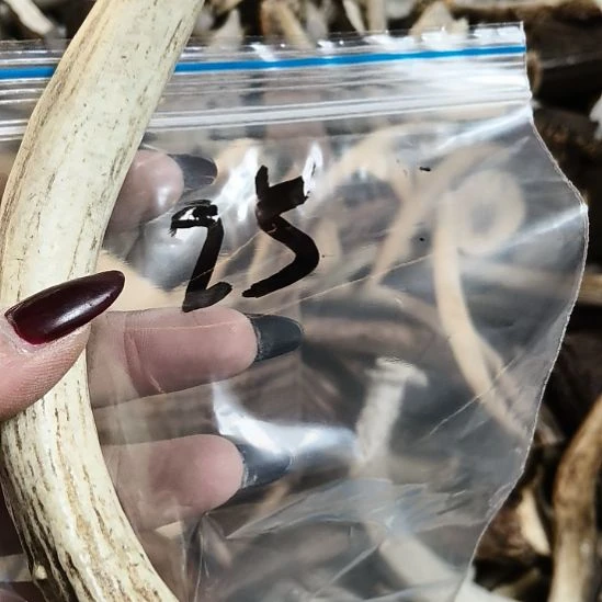 钱***来鹿角鹿角鹿角鹿角鹿角鹿角