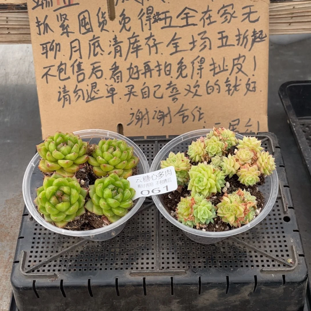 云糖心多肉植物61