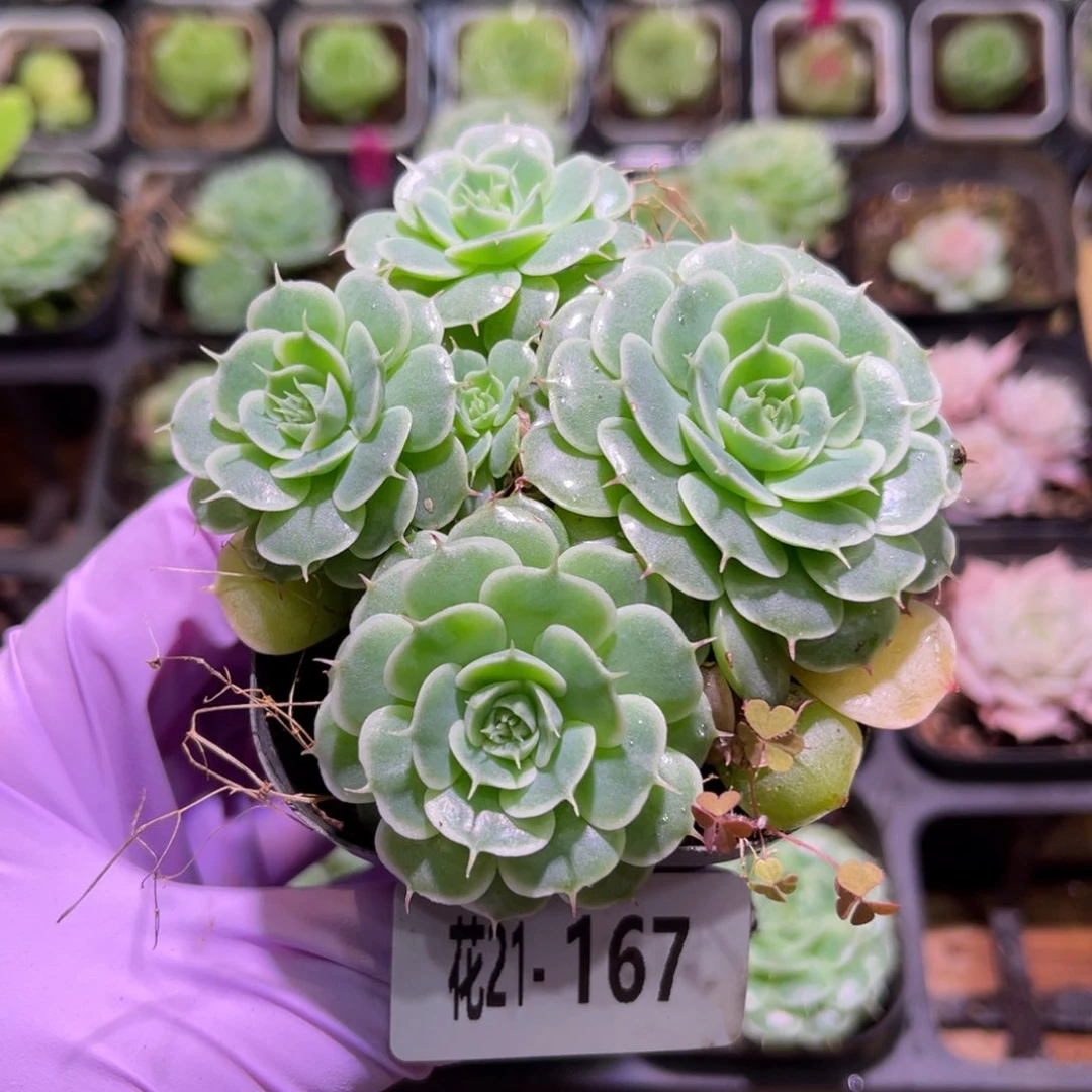 花利美21-167贝尔